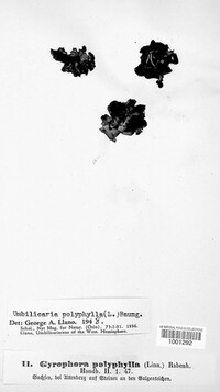 Umbilicaria polyphylla image